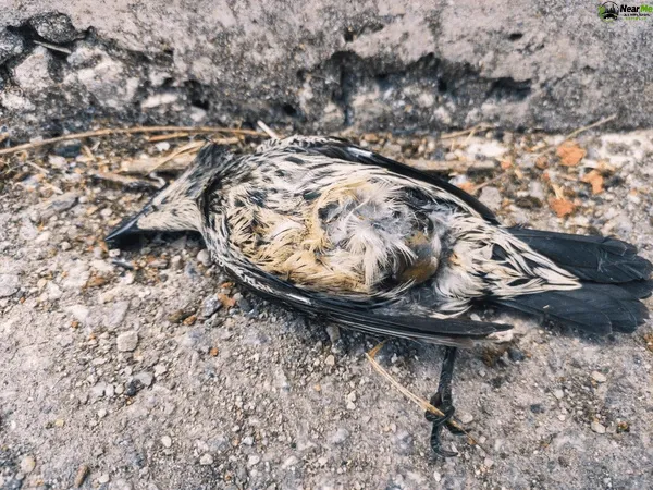 Dead Bird Removal Crohamhurst