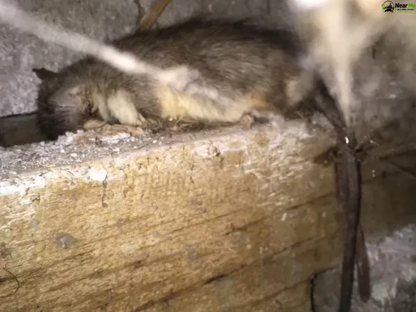 Dead Rat Removal Crohamhurst